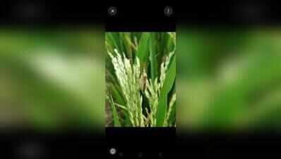 Gundhi bug infestation raises alarm in South Goa