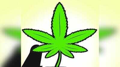 Odisha man, minor held with ganja worth Rs 10L