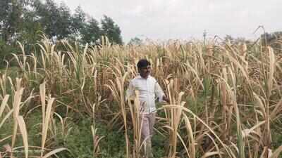 11 tehsils reel, activists seek crop inspections