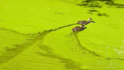 In 1969, scientists began fertilising Ontario's Lake 227 with nitrogen and phosphorus; they stopped adding nitrogen in 1990, but annual algal blooms continued for decades as phosphorus additions remained