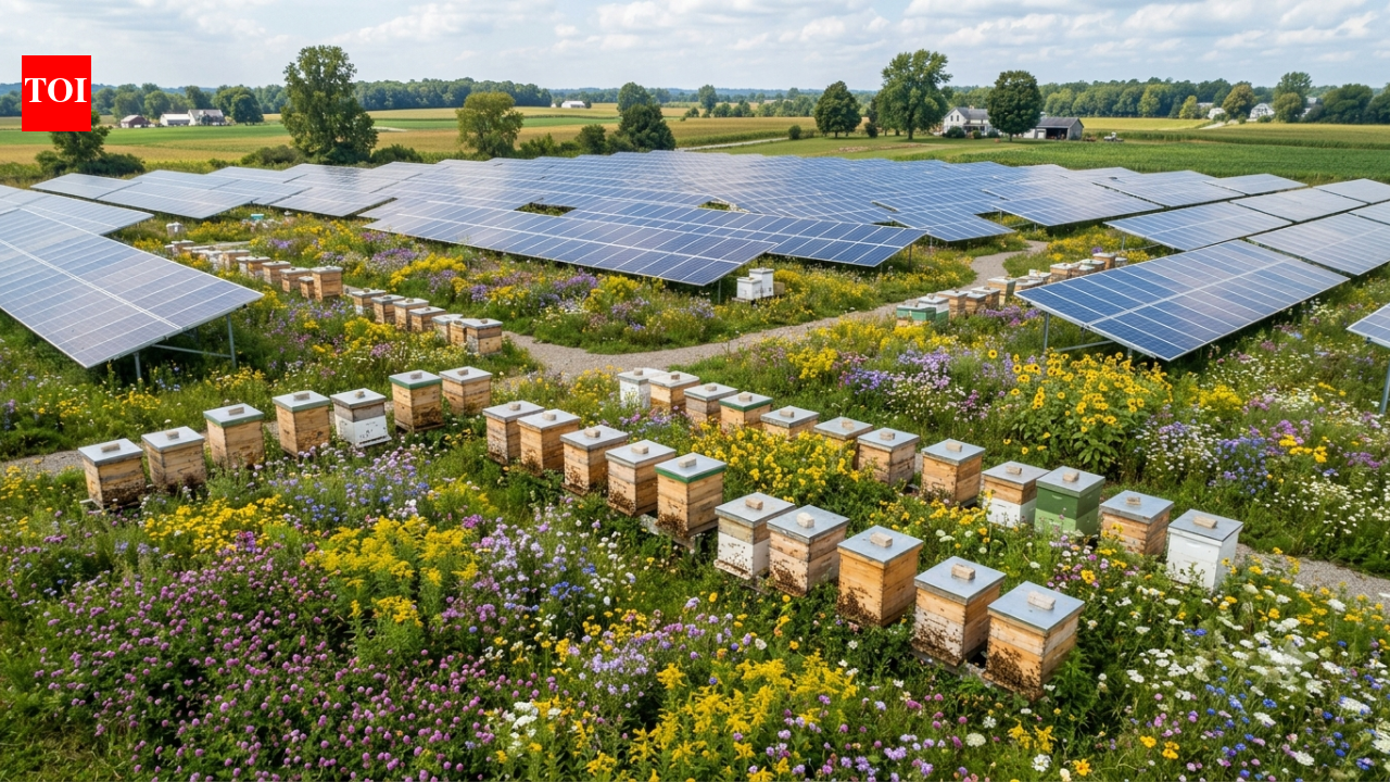 This Ohio solar farm is now home to 3 million honey bees across more than 50 hives, turning an energy site into a home for pollinators