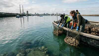 Dublin Bay had no native oysters for 200 years; 18,000 were placed in its harbour as a project began rebuilding a lost reef