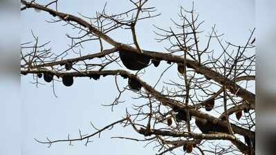 Palamu woman dies of stings after insect attack