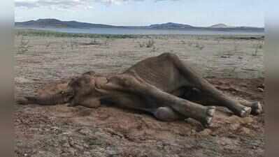 15-year-old female elephant found dead near Bhavanisagar reservoir