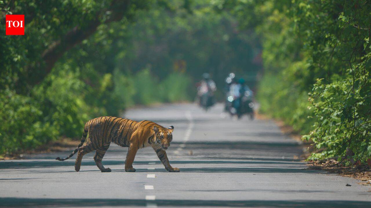 Indian wildlife safari experience