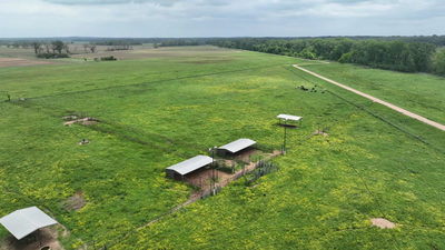 Louisiana neighbours fought over a 70-foot strip of land; after signs, bright lights and even a dead cow appeared near the boundary, an appeals court upheld $15,000 in damages and an injunction