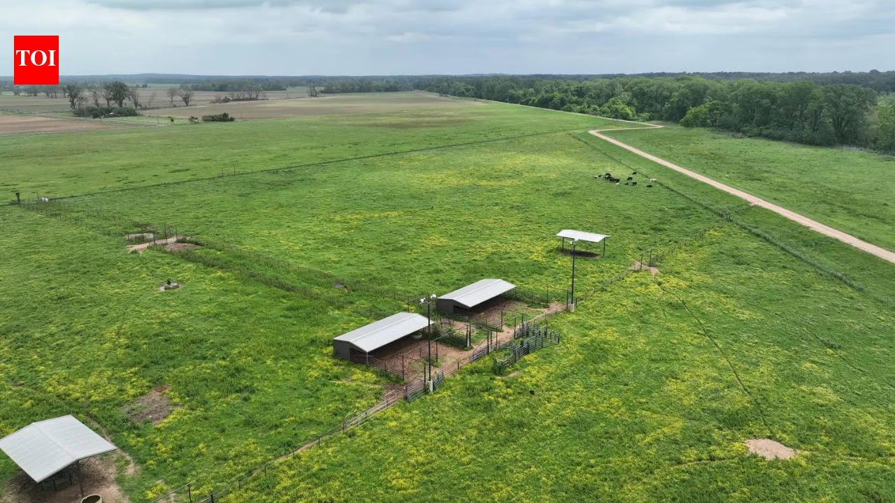 Louisiana neighbors' land fight over 70 feet ends with $15K damages after dead cow appears