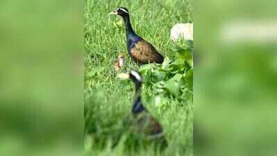 Record-high breeding for non-native birds at Pallikaranai marshland