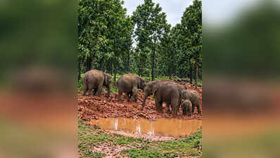 Elephant herd destroys crops, damages house in Dhanbad village