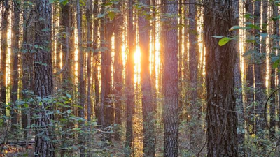 An 8,000-acre South Carolina forest was bought for conservation after drawing developer interest; the state now plans to acquire 4,148 acres for a new Carvers Bay State Forest