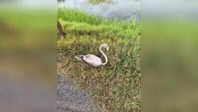 Injured flamingo rescued after hitting high-tension wire