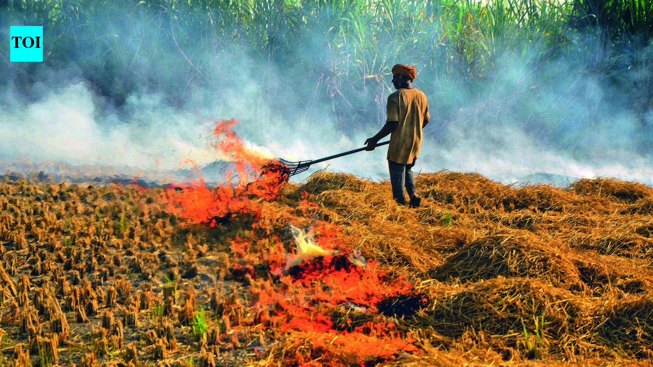 8 new stubble burning cases in Punjab
