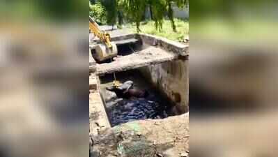 9 monkeys caught in Noida Sec 19, bull rescued from drain in Greater Noida