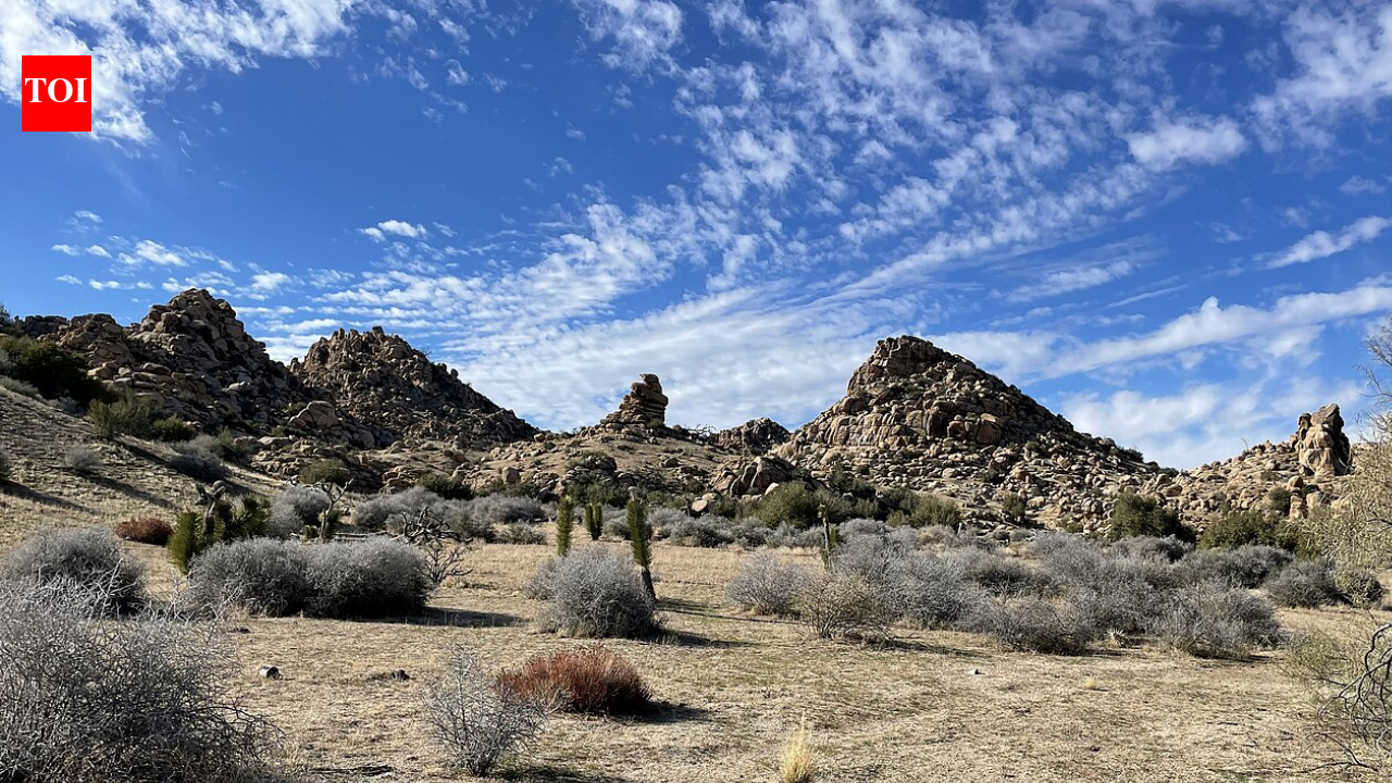 California acquired 640 acres near Pioneertown for western Joshua tree conservation