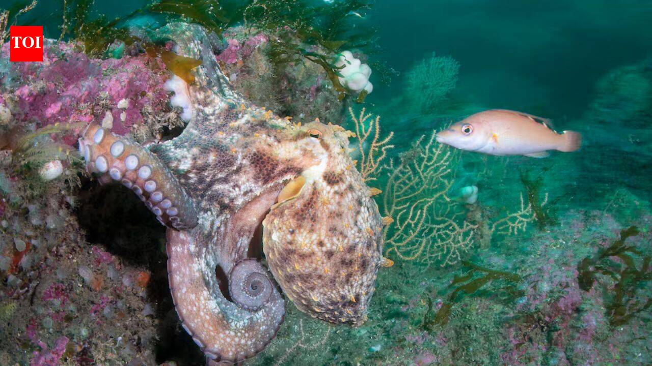 Hotter seas, vanishing kelp, booming octopus: How Europe's marine life is changing
