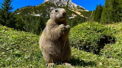Two mountain marmots appeared separately in San Francisco and Antioch in September after apparently hitching rides in vehicles; 18 days later, rescuers released both animals nearly 7,800 feet up near Lake Tahoe