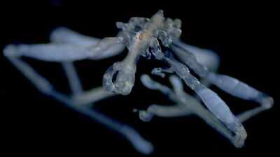 'Nightmare fuel' from the deep: Scientists identify two bizarre new sea spider species in the Salish Sea; one has hairy legs and red eyes, while the other is often covered in debris