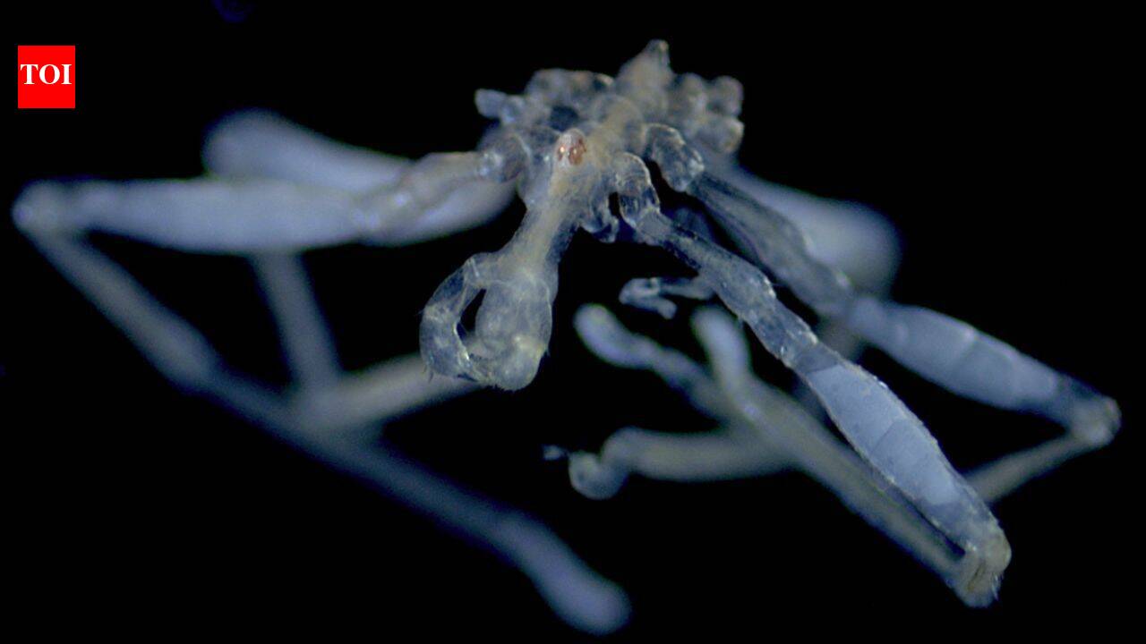 'Nightmare fuel' from the deep: Scientists identify two bizarre new sea spider species in the Salish Sea; one has hairy legs and red eyes, while the other is often covered in debris