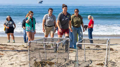 After 40 years without nesting, western snowy plovers have returned to a California beach; a conservation programme has now released 212 birds since 2016 and is using tracking tags to follow their movements