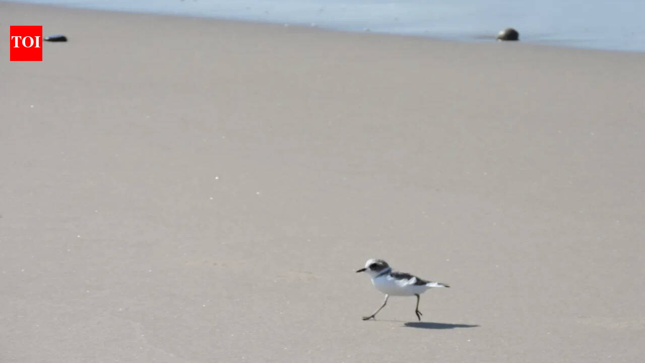 Western Snowy Plovers Return to Nest at California Beach Reserve After Four-Decade Absence