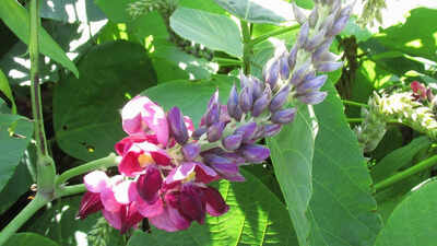In the early 1900s, a United States plant explorer tested Japanese kudzu near Washington, D.C.; later promoted for soil protection, the “wonder plant” spread across millions of acres of the South