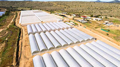 South Africa's degraded Eastern Cape is getting 180 million spekboom plants; the restoration project is expected to create 11,000 jobs