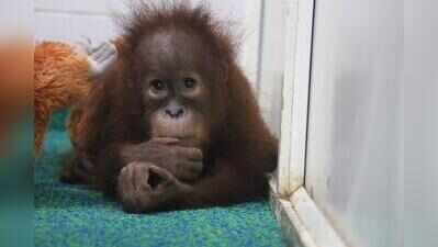 Orangutans blood samples to be sent to ZSI for genotype analysis