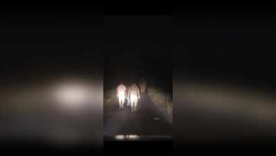 Tusker strays into Biramitrapur, keeps residents on edge