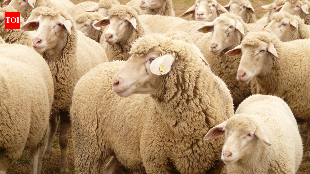 5,500 sheep stolen from Queensland property in one of Australia’s biggest livestock thefts