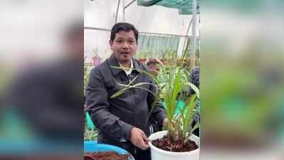 Japan emerges as key partner in Meghalaya’s agri, health and tourism push