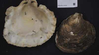 Australian students went scuba diving to rebuild an oyster reef; 28 underwater structures quickly attracted oysters and marine life