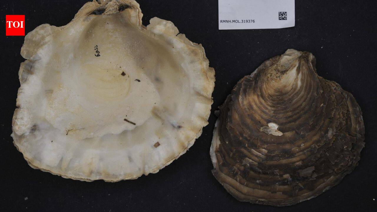 Australian students went scuba diving to rebuild an oyster reef