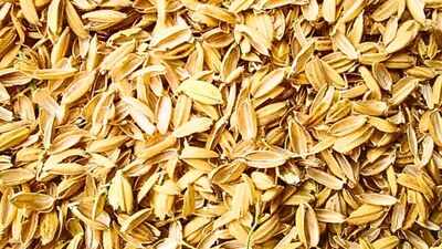 Engineers mixed rice-husk ash into asphalt; the farm waste could make roads more resistant to high-temperature damage