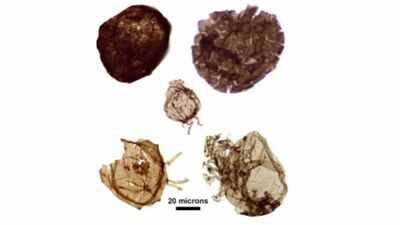 Scientists found more than 12,000 fossils in 1.7-billion-year-old Australian rocks; the ancient cells were early eukaryotes, offering clues to how complex life evolved long before animals appeared
