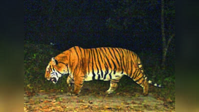 Buxa tiger reintroduction: As rain eases, foresters set up 7 machans in Valmiki, ready airlift plan