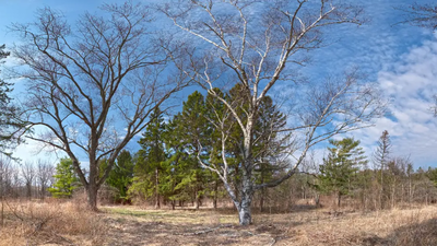 Illinois is starting a roughly $15 million restoration of 794 acres at Dutch Gap Forest Preserve, reversing more than a century of farm drainage to rebuild wetlands, streams, prairie and savanna