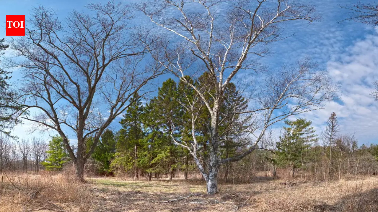 Illinois is starting a roughly $15 million restoration of 794 acres at Dutch Gap Forest Preserve, reversing more than a century of farm drainage to rebuild wetlands, streams, prairie and savanna