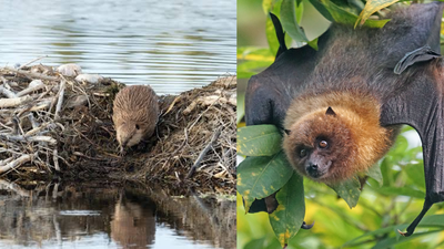 Scientists built artificial beaver dams for streams; bat activity rose 3.9 times, and amphibians bred where they had been absent