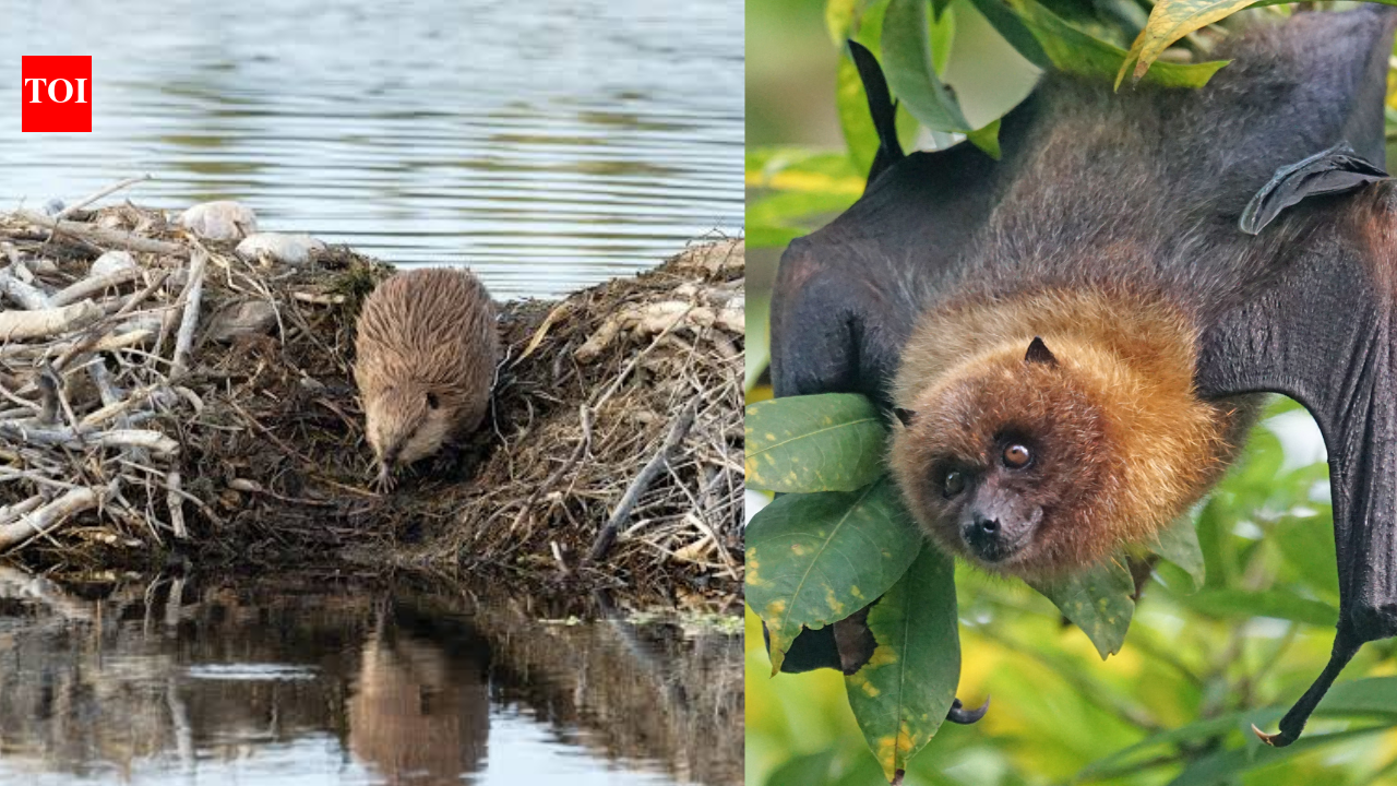 Scientists built artificial beaver dams for streams; bat activity rose 3.9 times, and amphibians bred where they had been absent