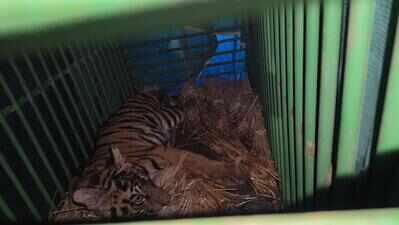 Health tests delay tiger cub’s Similipal shift
