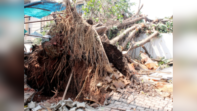 Karnataka high court awards Rs 2.8 crore to Bengaluru man after a tree branch fell on him