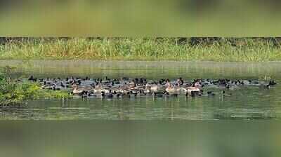 Sultanpur park to reopen on Oct 1, free entry for visitors for a week