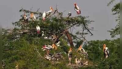 Sultanpur park to reopen on Oct 1, free entry for visitors for a week