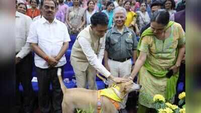 Stray dogs on beaches to be lifted, rehabilitated: Sawant