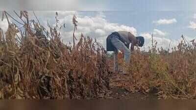 Crop-loss panchanamas across Maharashtra from today, says agriculture minister