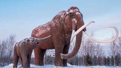 Are woolly mammoths making a comeback? Scientists spill beans on the Ice Age giant’s return and the exact timeline