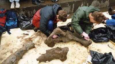 In 1986, Eve Roberts spotted an unusually large bone while walking her dogs; her one phone call to the local museum service rewrote Ice Age history