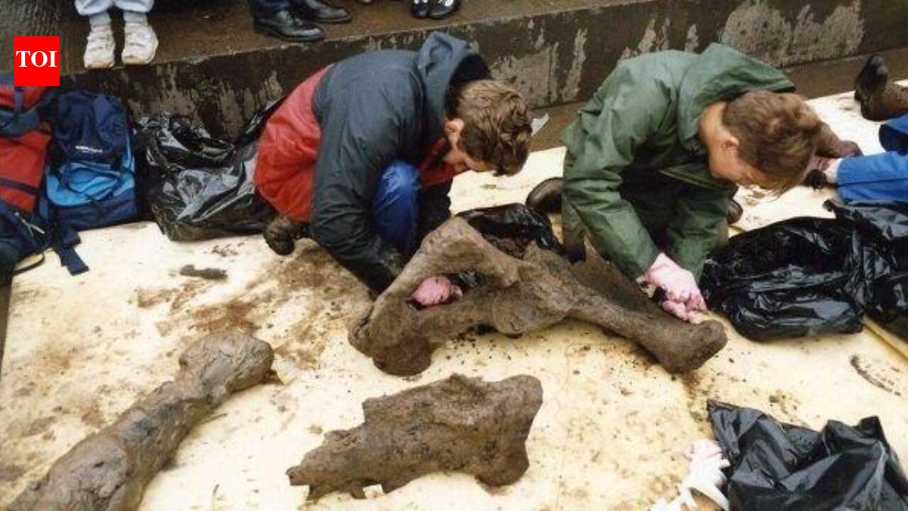 Illustration or photo related to the Condover woolly mammoth discovery
