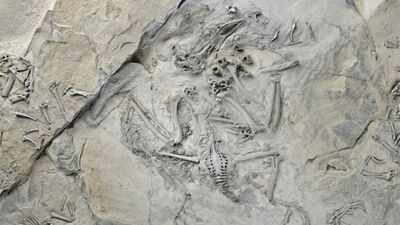 55-million-year-old fossil bird reveals how trogons evolved their unusual feet; reversed toe came before the big toe shrank