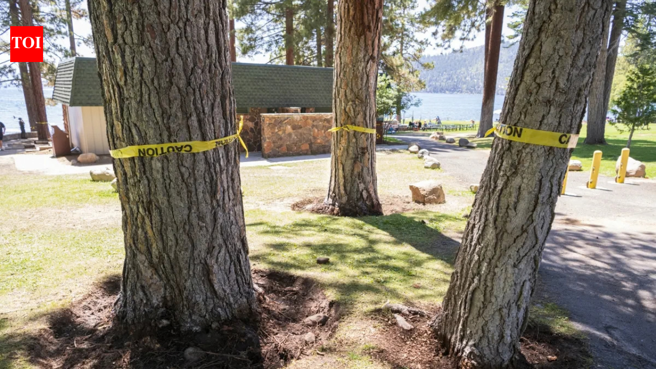 28 Lake Tahoe trees poisoned since 2022; $147,000 reward offered